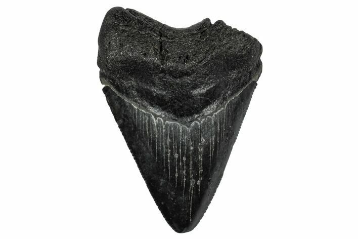 Serrated, Juvenile Megalodon Tooth - South Carolina #332179
